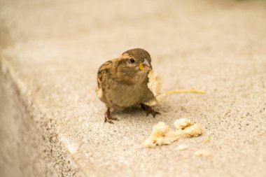 trafiğe kapalı bir alanda ev serçe