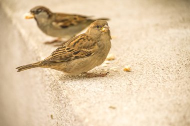 trafiğe kapalı bir alanda ev serçe
