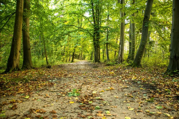 Orman yolu güneşli ışıkta — Stok fotoğraf