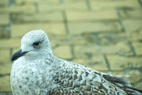 Arenque gaviota joven pájaro en una zona peatonal en Polonia — Foto de Stock