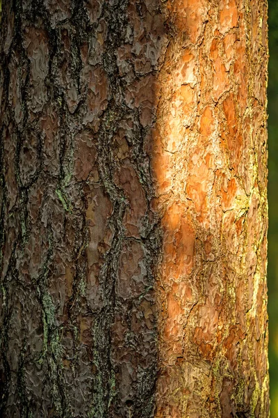 Scots pine, bark of the tree — Stock Photo, Image