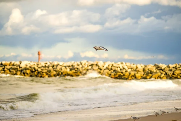 Negro cabeza gaviota volando profundo sobre la playa — Foto de Stock