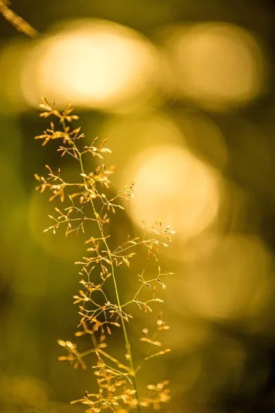 Grama na luz traseira com fundo embaçado — Fotografia de Stock