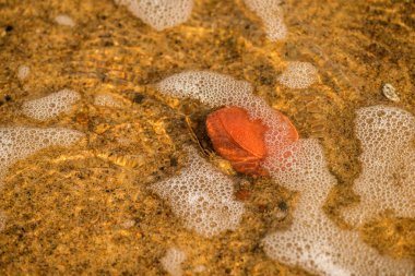 bir plaj çakıl taşı