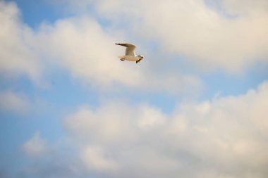 derin plaj üzerinde uçan martı Siyah başlı