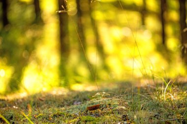 bir ormanda arkada ışık mantar