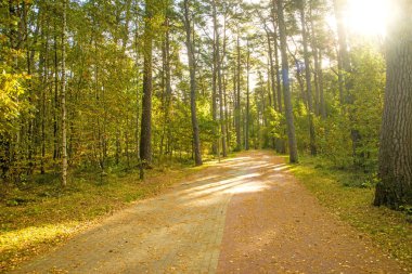 Polonya Baltık Denizi kıyısında çam ormanı