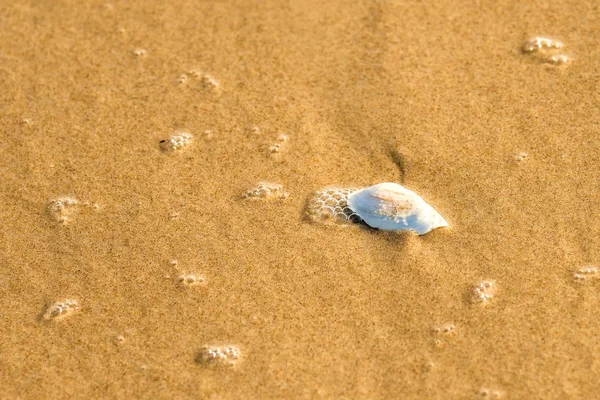 Praia de areia com concha e spray do surf — Fotografia de Stock