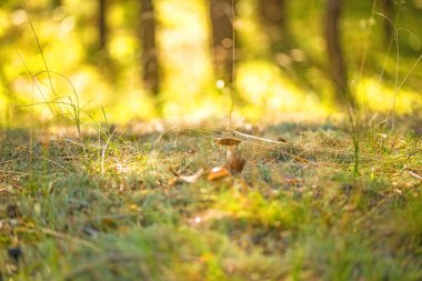 bir ormanda arkada ışık mantar