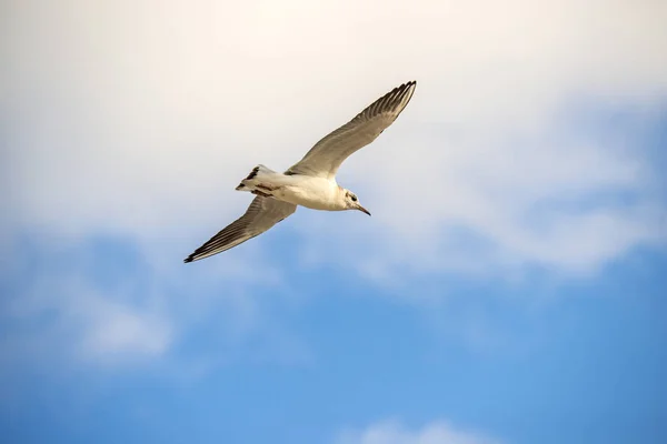 Black headed gull flying — Stock Photo, Image