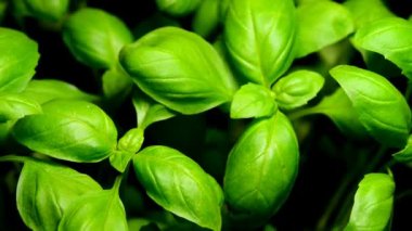 fesleğen, taze ot bir dönüş tablo