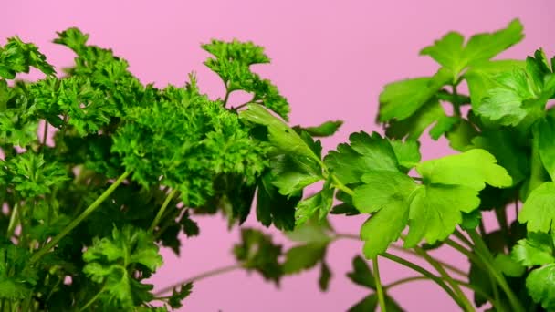 Keuken Kruiden Peterselie Basilicum Met Een Camera Station — Stockvideo