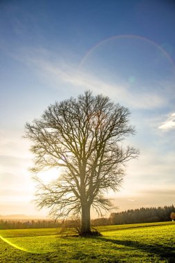 Mavi gökyüzü ile sonbaharda meşe