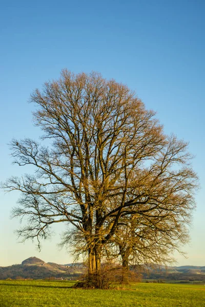 Oak in autumn with blue sky — Stock Photo, Image