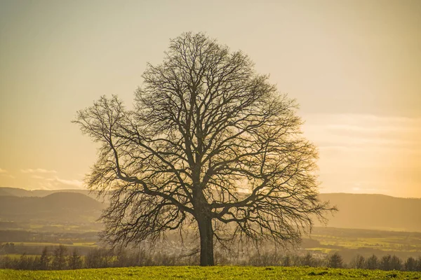 Δέντρο το χειμώνα κατά το ηλιοβασίλεμα — Φωτογραφία Αρχείου