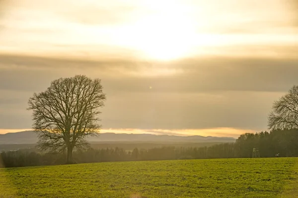 Baum im Winter bei Sonnenuntergang — Stockfoto