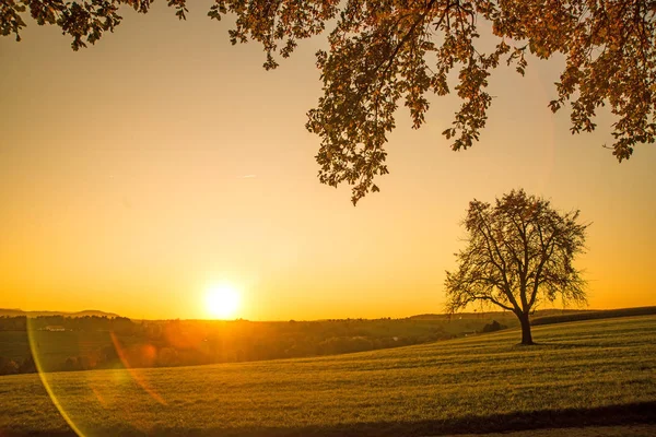Auringonlasku syksyllä puun kanssa — kuvapankkivalokuva