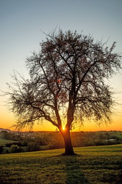 ağaç ile sonbahar günbatımı