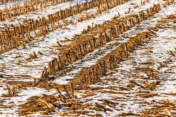 Campo de maíz cosechado en invierno con nieve — Foto de Stock
