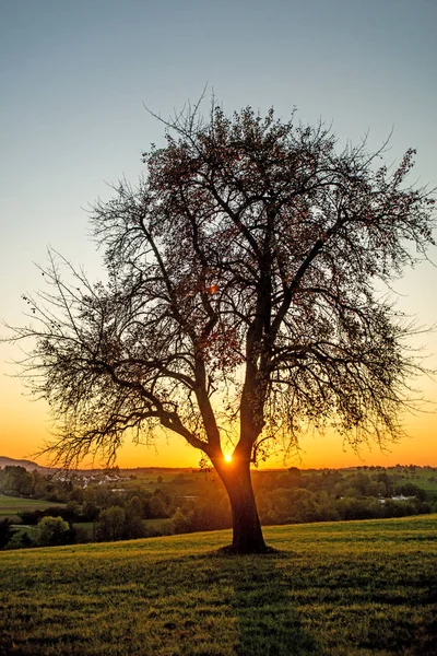 Sonnenuntergang im Herbst mit Baum — Stockfoto