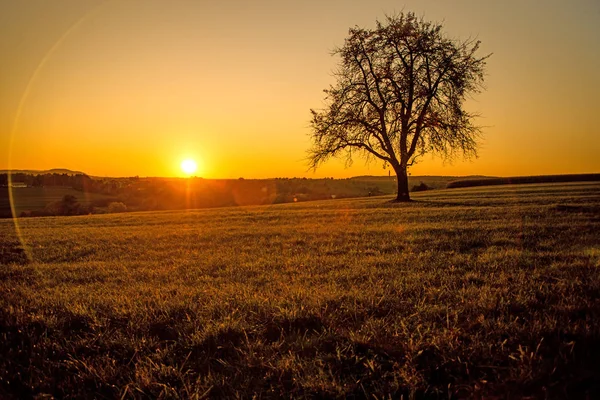 Sonnenuntergang im Herbst mit Baum — Stockfoto