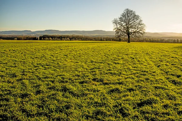 Energia növény szarvasi fű-a Németország — Stock Fotó