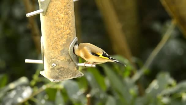 European Goldfinch Fodder House Germany — Stock Video