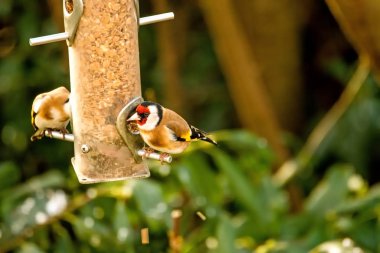 The European goldfinch at a fodder house in Germany clipart