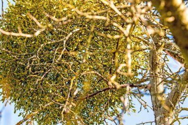 Ökseotu bir meyve ağacı kışın Almanya şeklinde