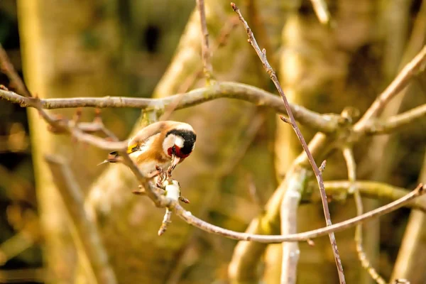 O goldfinch europeu em uma casa de forragem na Alemanha — Fotografia de Stock