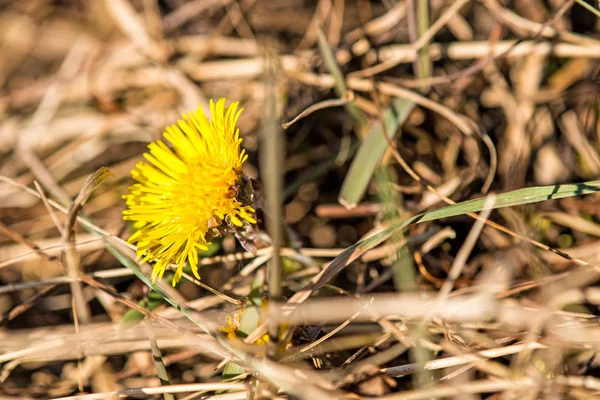 Coltsfoot, medicinal plant with flower in spring — Stock Photo, Image