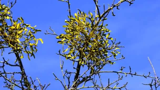Maretak Medicinale Plant Een Fruitboom — Stockvideo