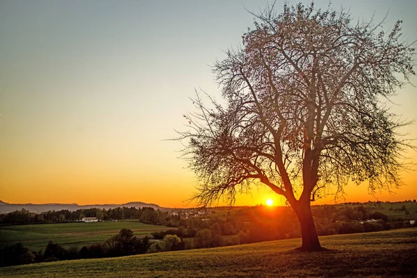 Puesta de sol en otoño con árbol —  Fotos de Stock