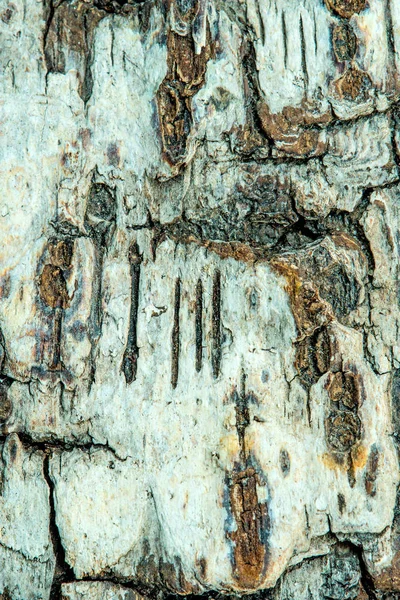 桦树树皮在特写 — 图库照片