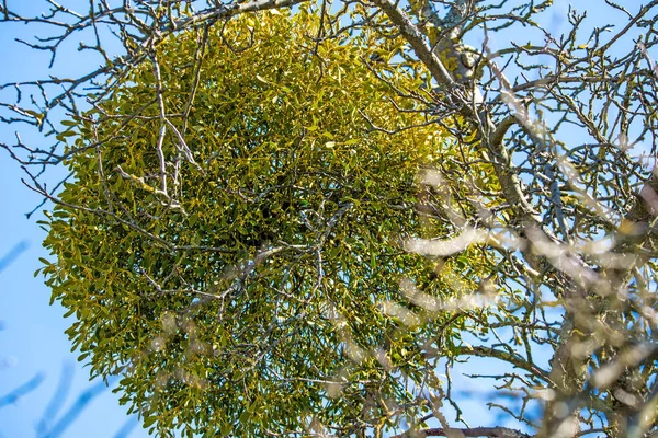 ドイツの冬の果物の木にヤドリギ — ストック写真