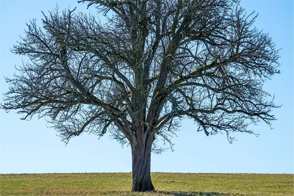Kale fruitboom in het vroege voorjaar — Stockfoto