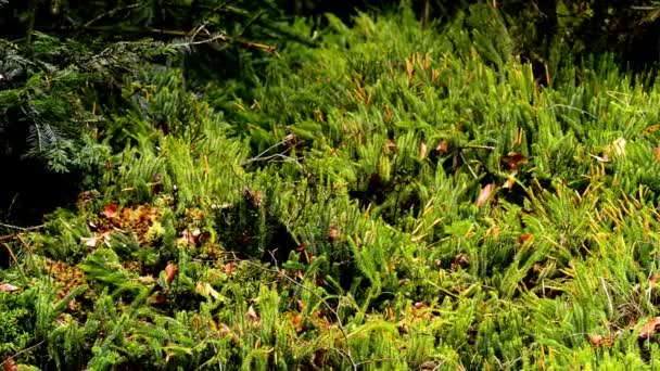 Huperzia Fir Moss Medicinale Plant Een Forest Met Duitse Verhelpen — Stockvideo