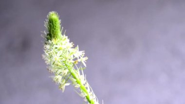 Yanlış deniz soğan tıbbi bitki çiçek