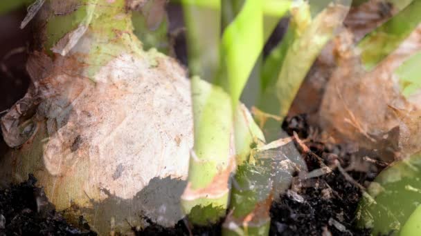洋葱花假葱药用植物 — 图库视频影像