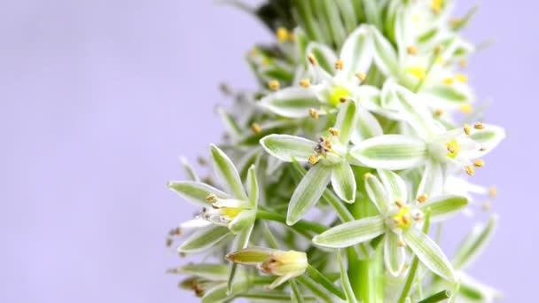 Falska Havet Lök Medicinalväxt Med Blomma — Stockvideo