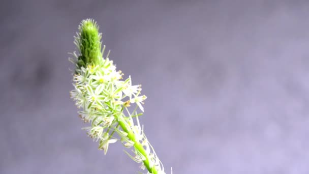 False Sea Onion Medicinal Plant Flower — Stock Video