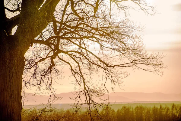 Roble en otoño con cielo al atardecer —  Fotos de Stock