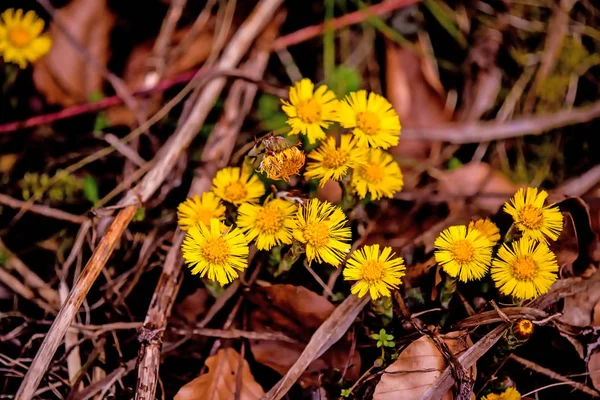 Coltsfoot, roślina lecznicza z kwiatem wiosną — Zdjęcie stockowe