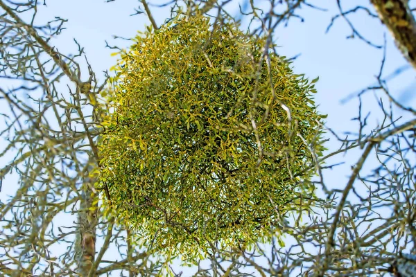 Visco em uma árvore de fruto no inverno na Alemanha — Fotografia de Stock