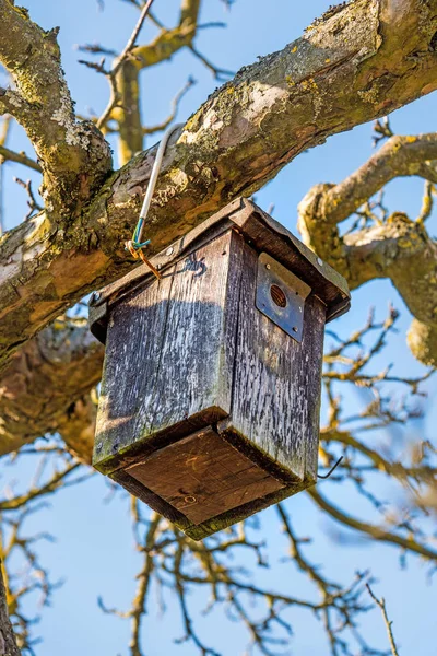 Uma casa de passarinho em uma árvore no inverno — Fotografia de Stock