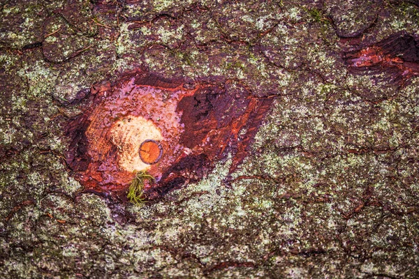 Φλοιός με knothole — Φωτογραφία Αρχείου