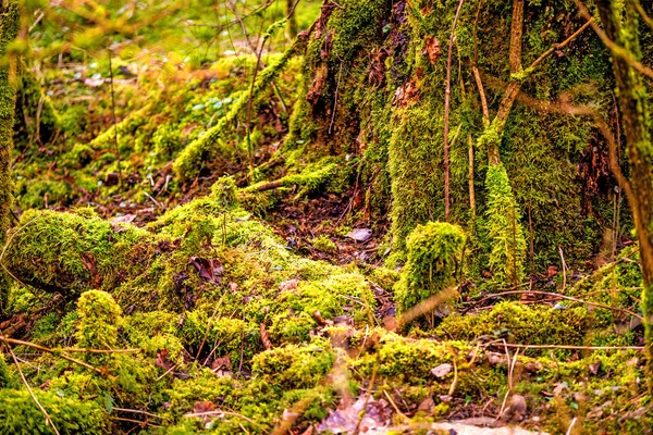 Mousse dans une forêt, envahie par les troncs — Photo