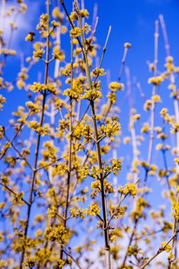 Kızılcık kiraz kızılcık çiçeği bahar Almanya