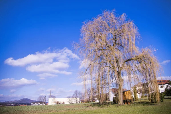 Babyweiden im Frühling in Deutschland — Stockfoto