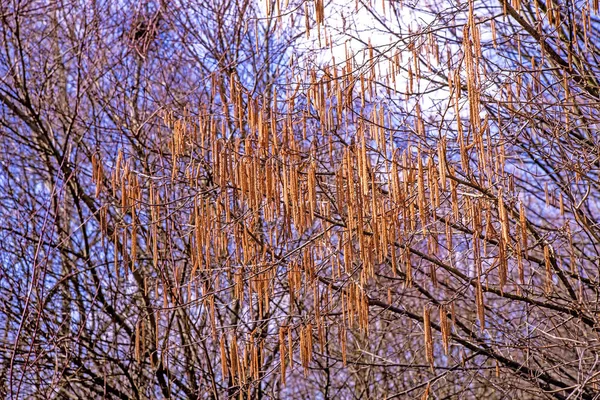 Floraison de noisettes en Allemagne au printemps — Photo